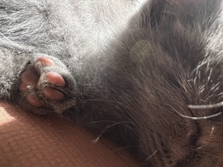 Котята  , домашние , приучены к лотку