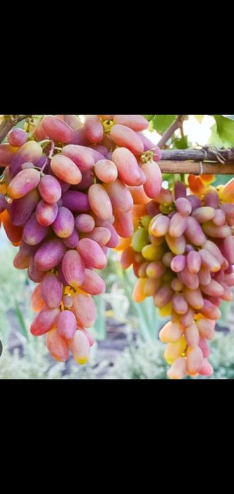 Виноград. Саженцы.