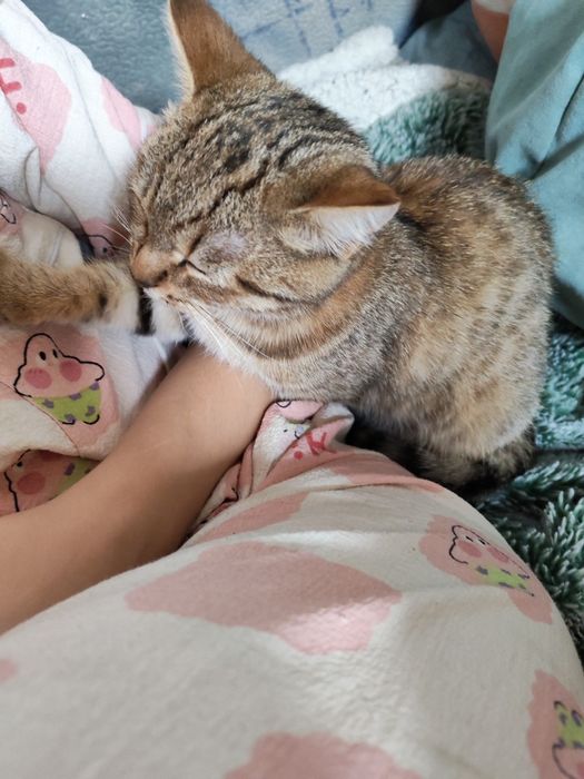 Кошка серо-рыженькая 7-8месяцев