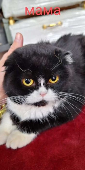 Продаётся котики 40 дней
