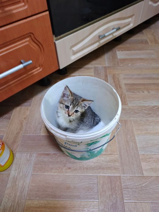 Отдам кошечку бесплатно