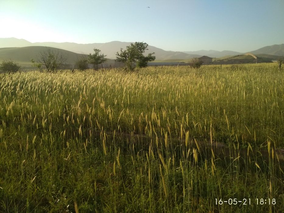 Дача  Ангрен Geologda (Bush yer)
