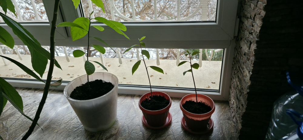 Авокадо саженцы  в горшках