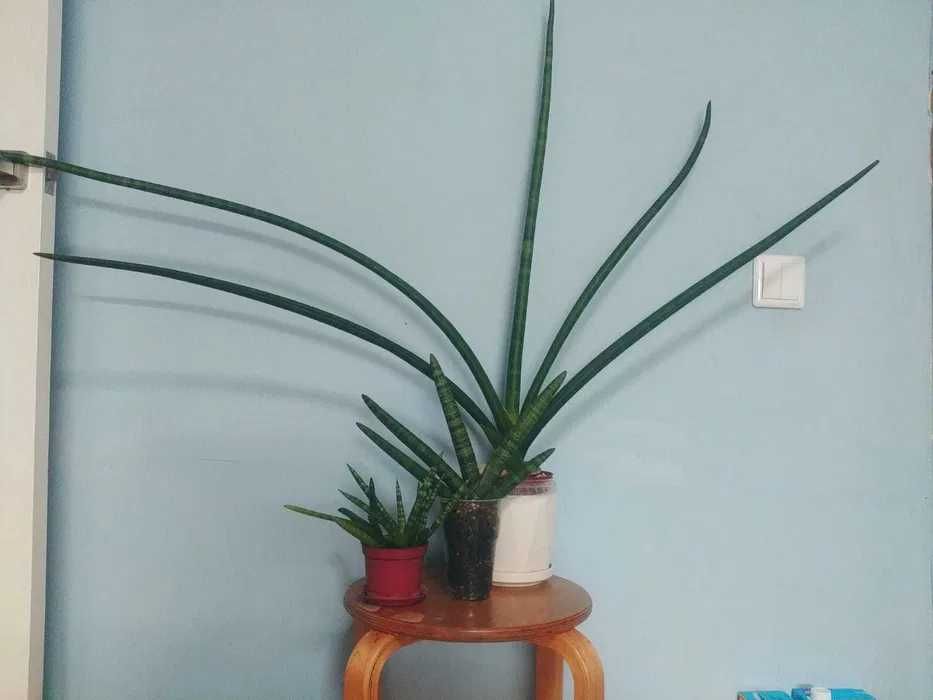 Сансевиерия Chost