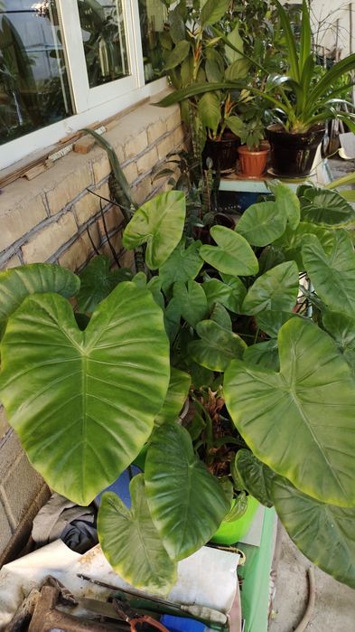 Комнатные цветы разных размеров,для дома,офиса,зимнего сада, магазина.