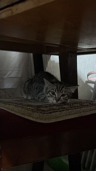 Котеночек девочка