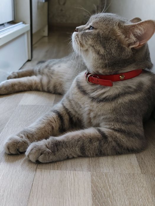 Продам кошку scottish strike  50$