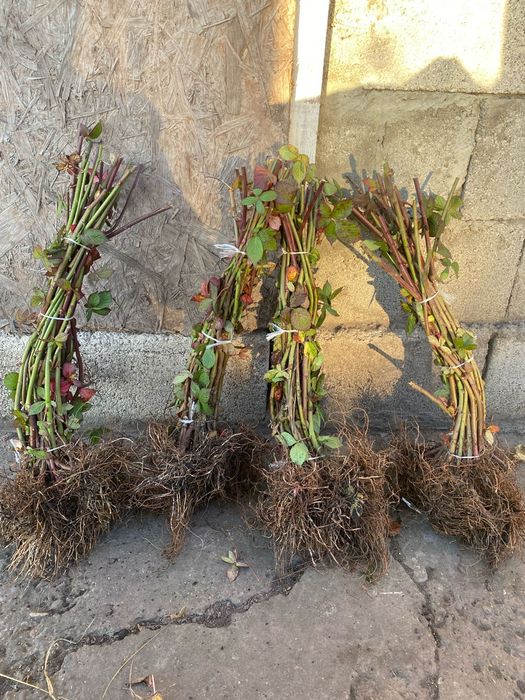 Vindem Butași zmeură și mure