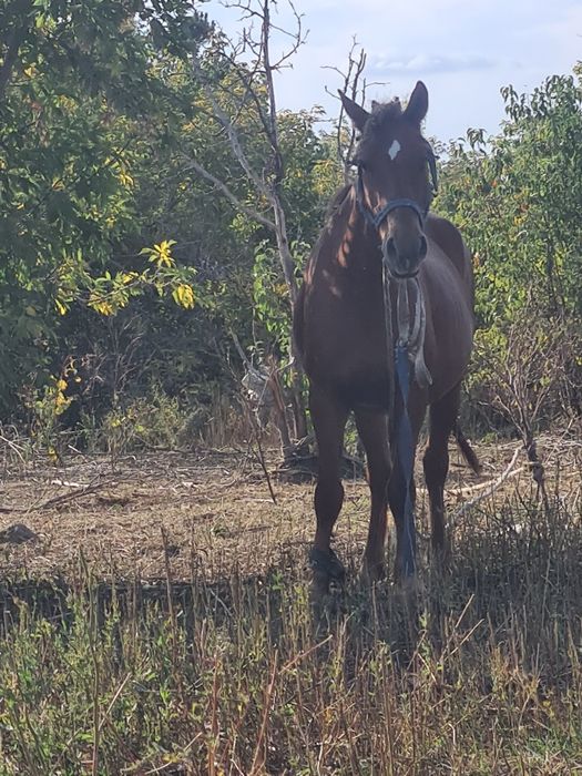 Продам лошадей кобыла и тай