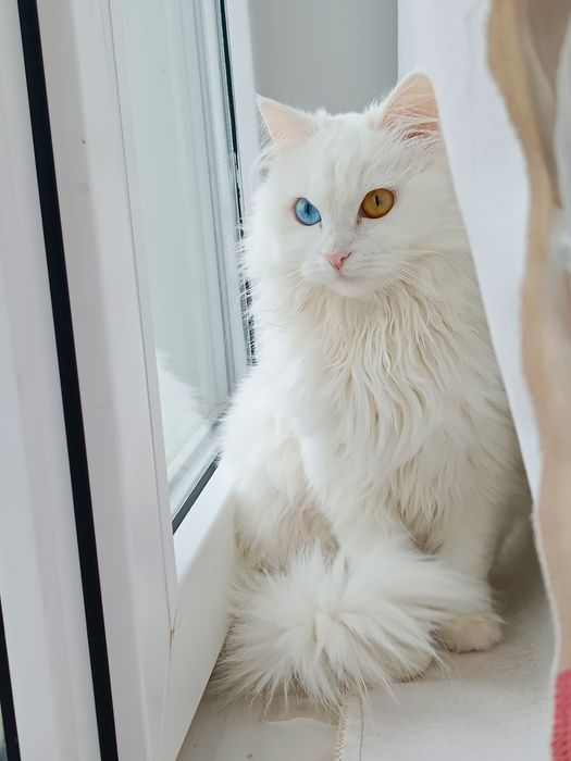 Пропала кошка!..