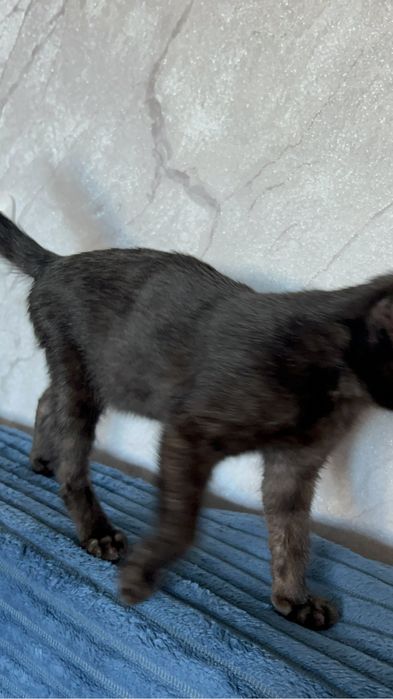 Пристраивается котёнок