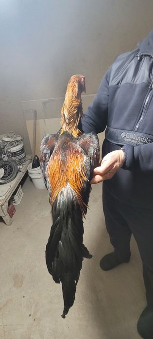 Xòroz sotiladi narxi 800.000sòm