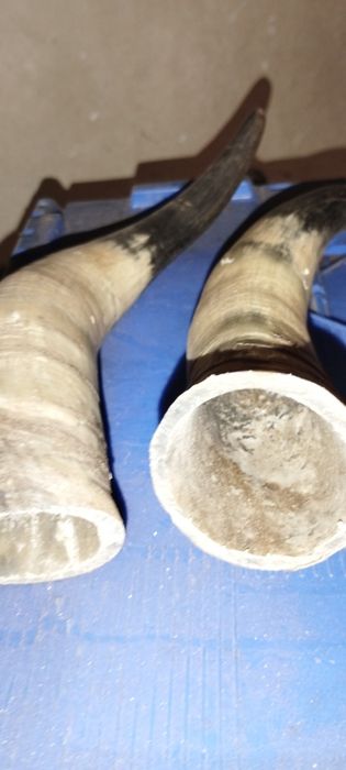 De vanzare corn taur 2 bucați