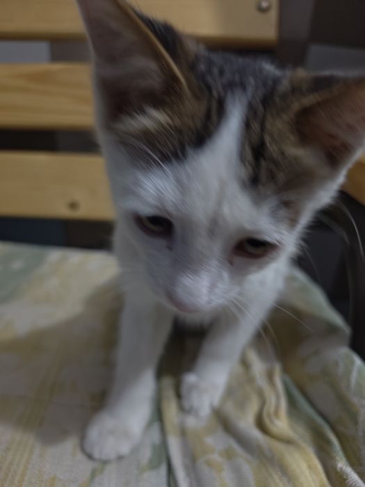 котенок в хорошие руки