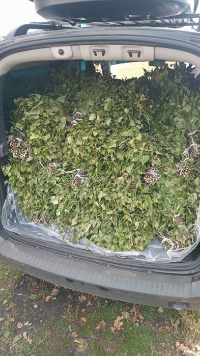 Берёзовые веники