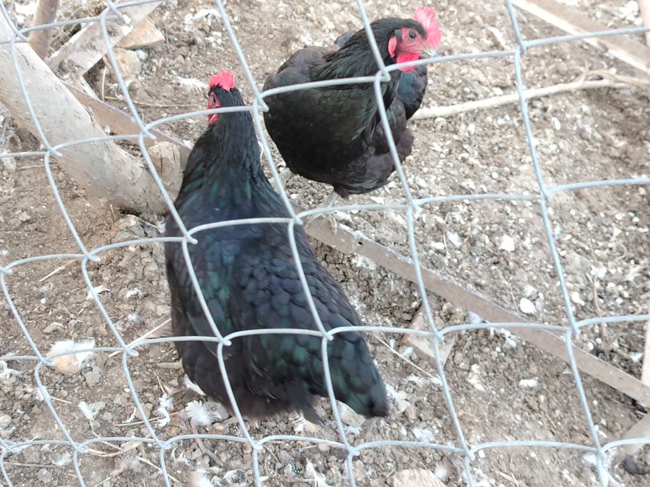 Инкубационое яицо