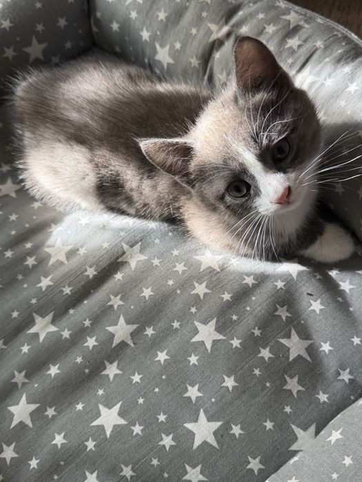 Отдам котёнка в добрые руки