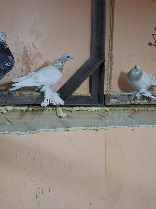 Продам голубей игра гребля тяга