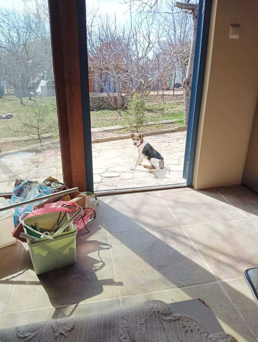 Подаряваме 2 Кученца