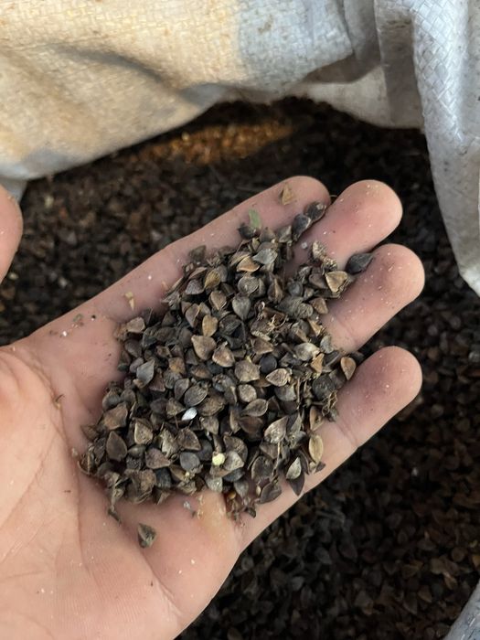 Продам Гречку в мешках чистую