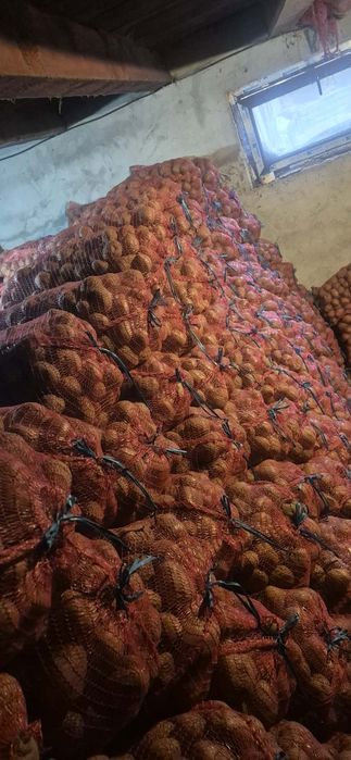 Cartofi consum Belarosa