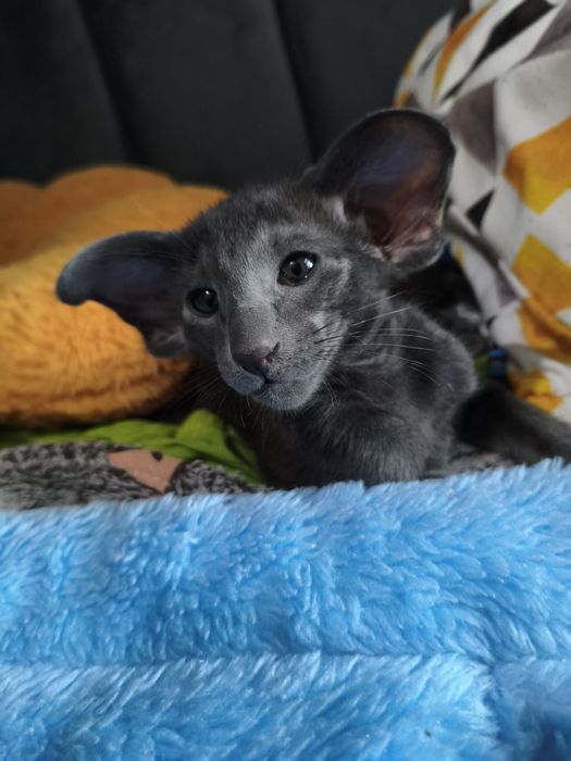 Ориентальный котёнок экстрим