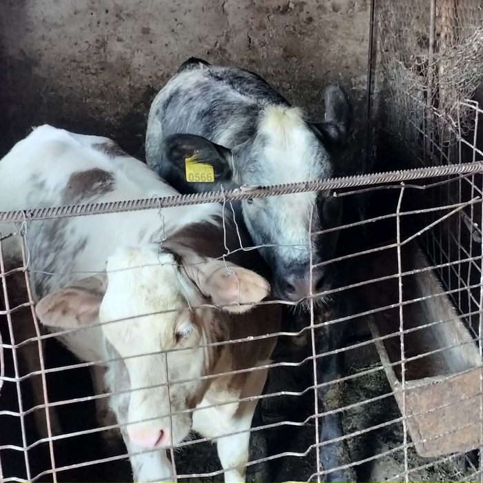 Vând vitei.  Vițel de 10 luni și două vitele de 5 luni .Detalii la telefon:0737353230.Bocnita Iasi