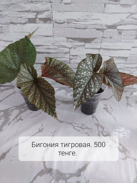 Комнатные растения.