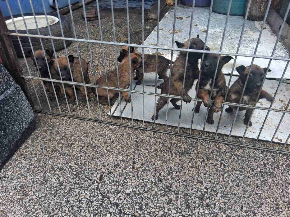 Белгийска овчарка (малиноа)