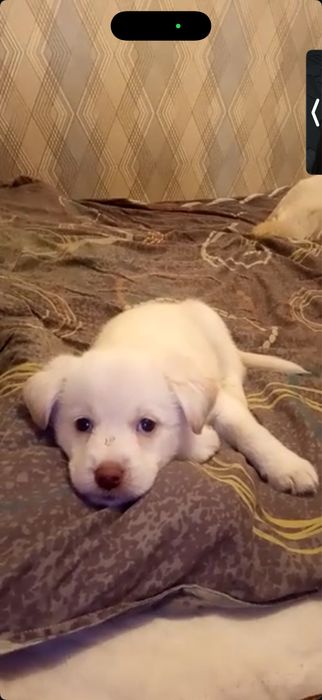 Щенки-звонки в добрые руки!