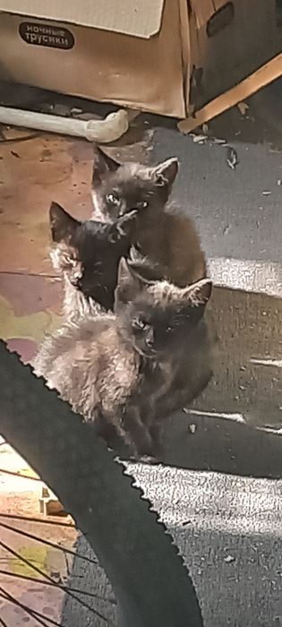 Отдам котят в добрые руки