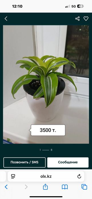 Продаю растюхи для дома