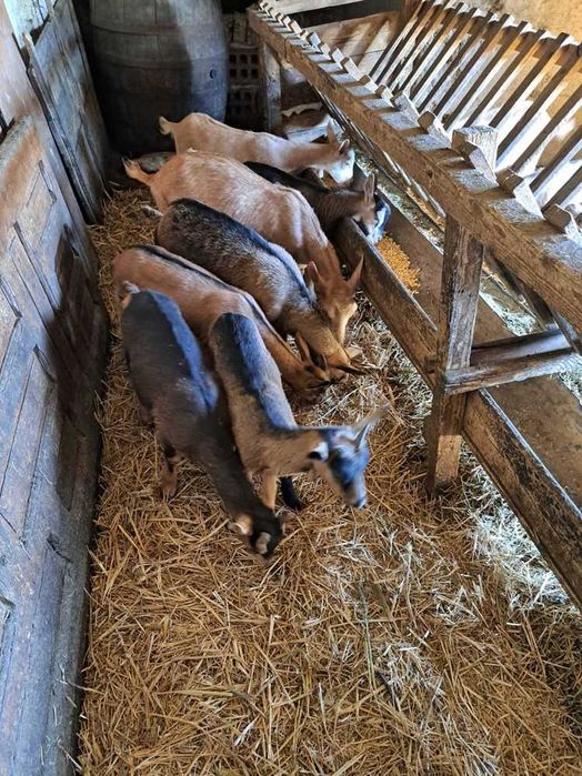 Ieduțe alpine franceze