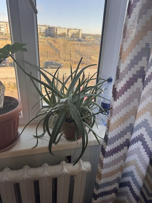 Продам комнатные цветы