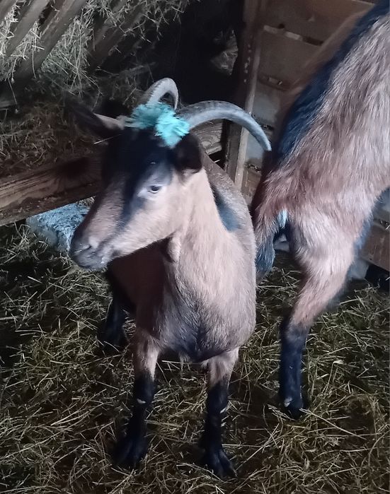 Vand capre alpin francez