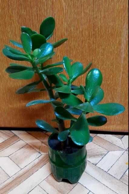 Толстянка древовидная, крассула, денежное дерево..