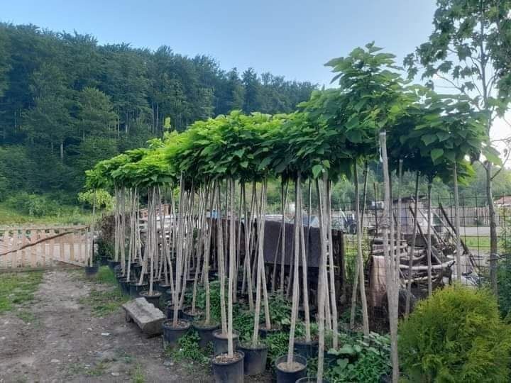 Scoruș de munte ,maslin