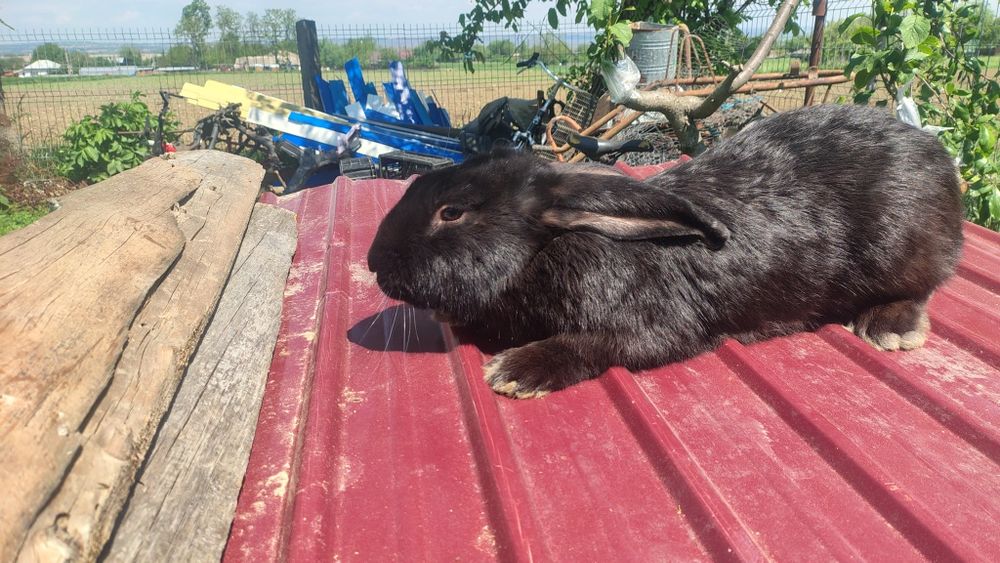 Vând iepuroi  vărsat 5 luni  sănătos