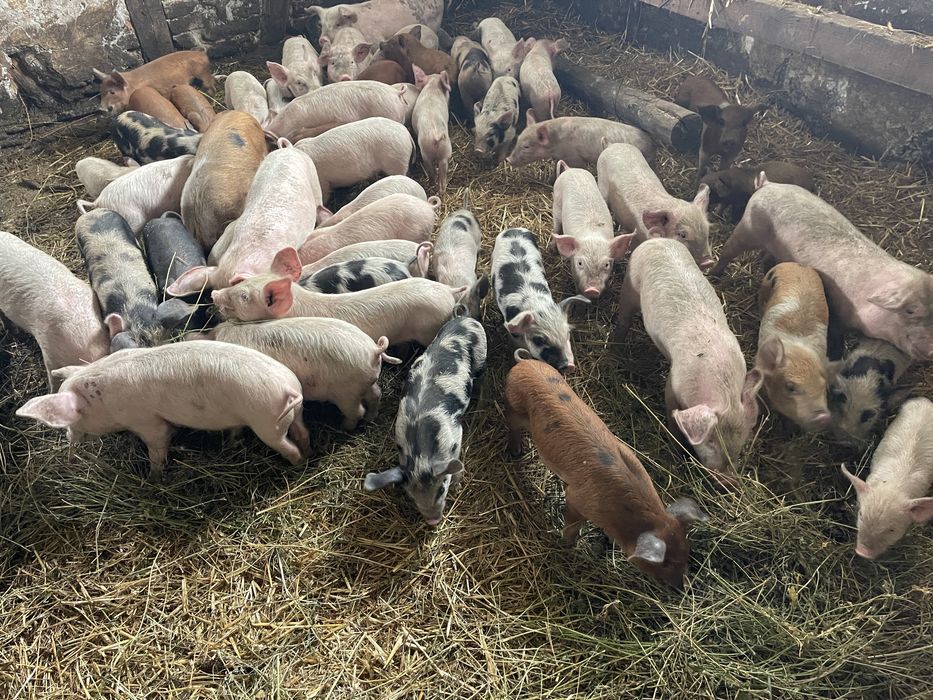 Animale de vanzare