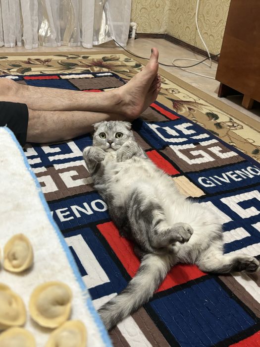 Отдам даром кот