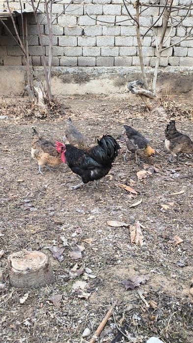 Rossiya liniya privoznoy bollari LAKADENZA 1+7  TOVUQLARİ