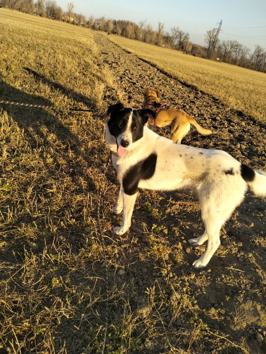 Собака в добрые руки