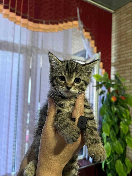 Продаются котята Шиншиллы!!