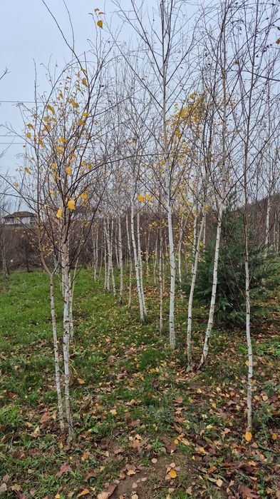 Betula pendula  copaci