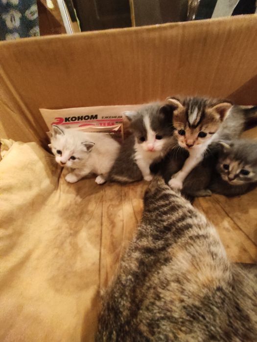 Отдадим котят,от домашней кошки
