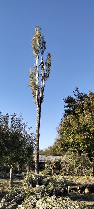 Рязане,кастрене,арборист,подрязване на опасни дървета