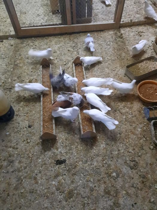 Птица голубы широкохвости