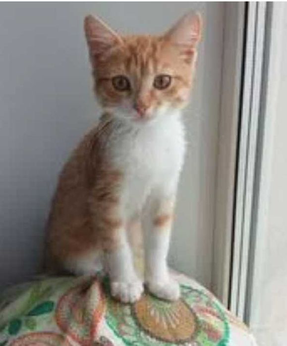 Солнечный Котик 4месяца.