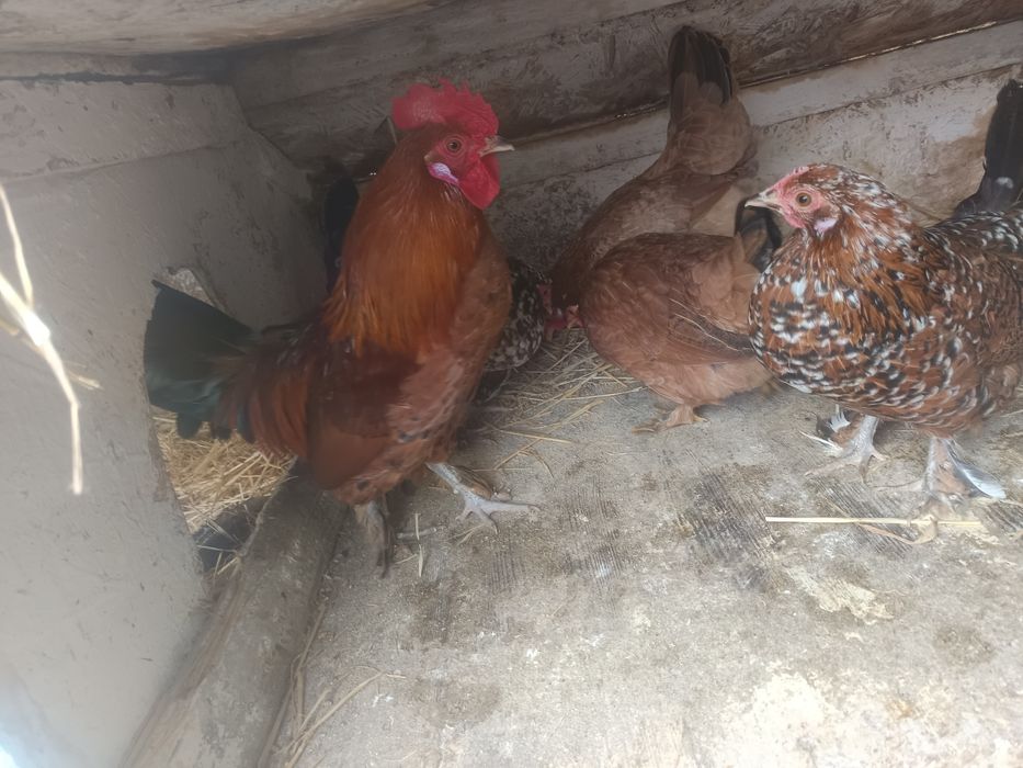 Găinușe pitice Familie 4+1