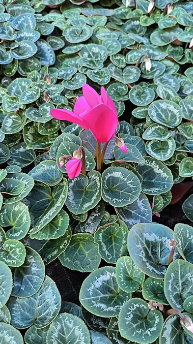 Продам цикламен оптом